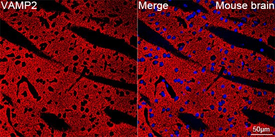 VAMP-2 Antibody (8X9D9)