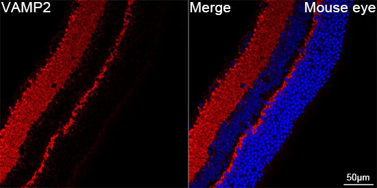 VAMP-2 Antibody (8X9D9)