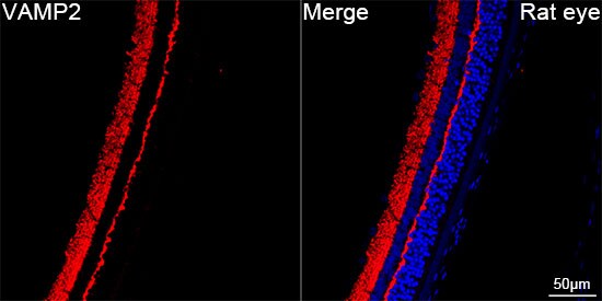 VAMP-2 Antibody (8X9D9)
