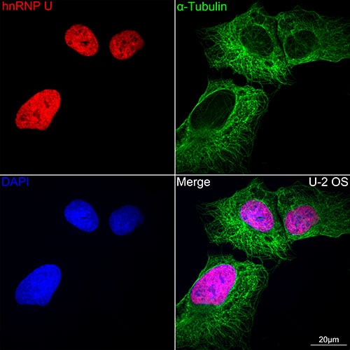 hnRNP U Antibody (3R3F1)