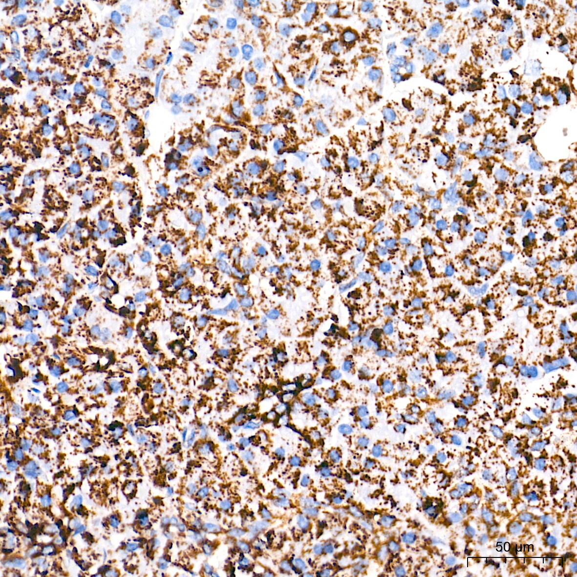 UQCRC2 Antibody (3E3O8)