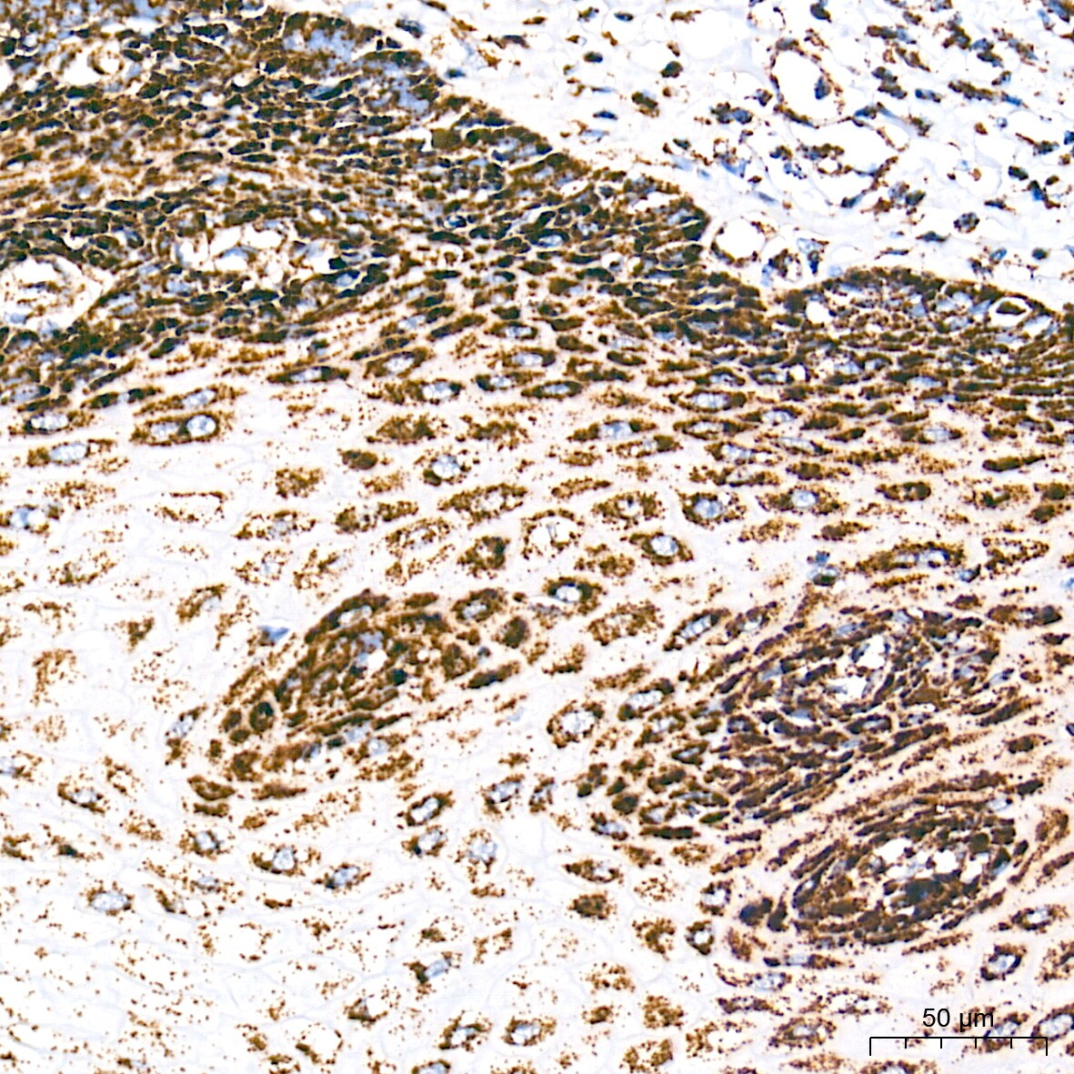 UQCRC2 Antibody (3E3O8)