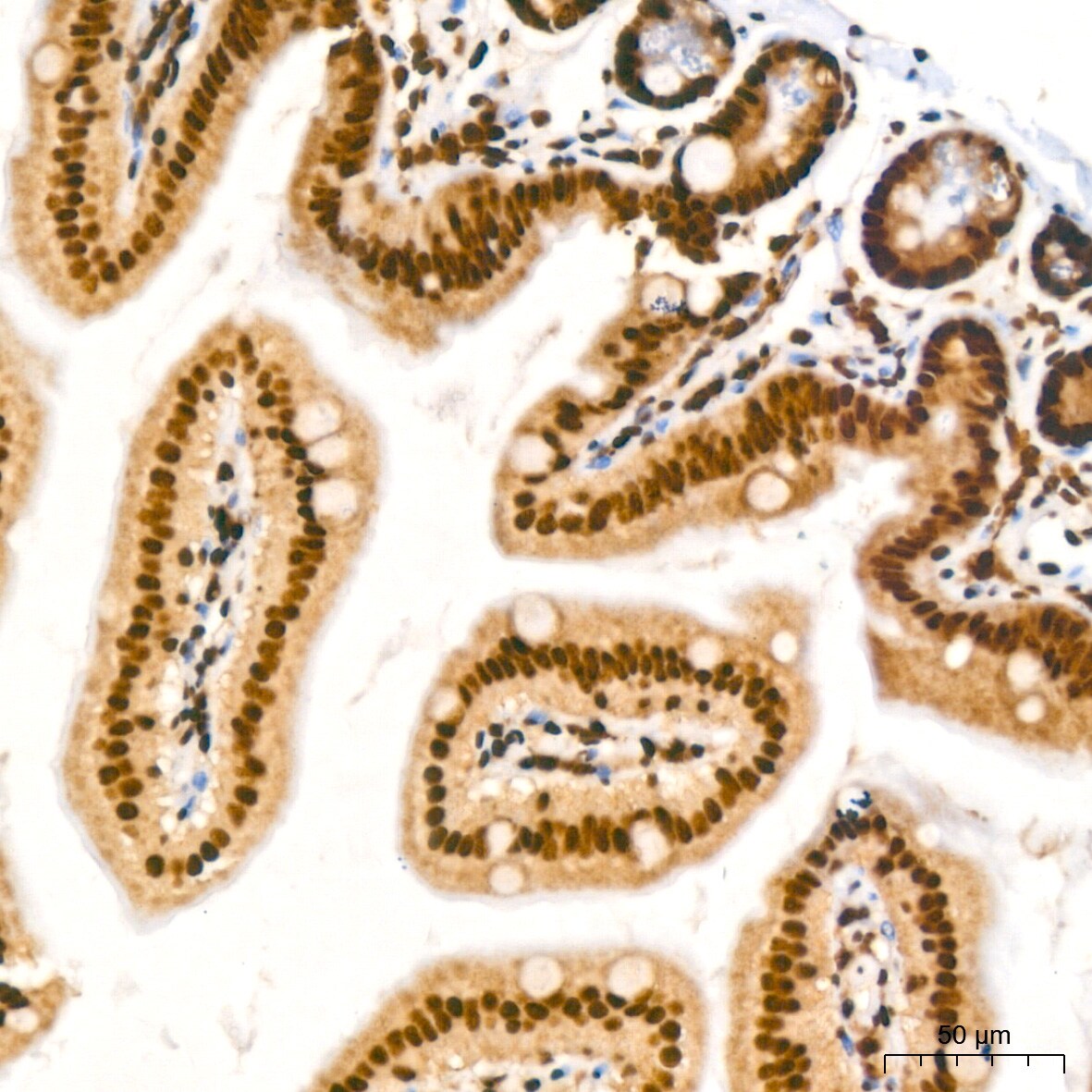 NuMA Antibody (6D4I4)