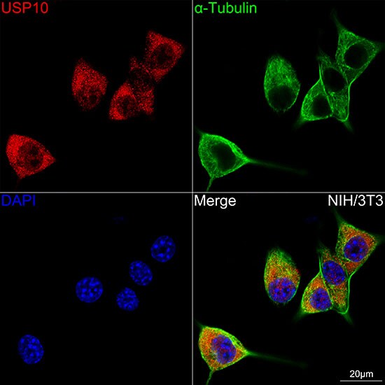 USP10 Antibody (9L6F3)