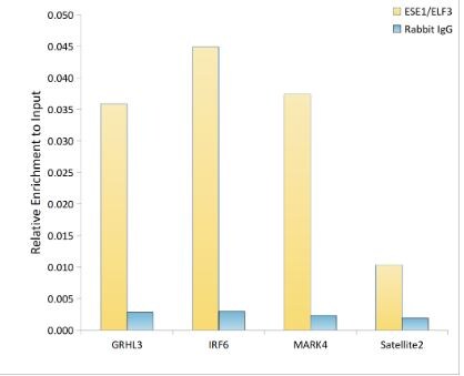 ELF3/ESE-1 Antibody (7O2V4)
