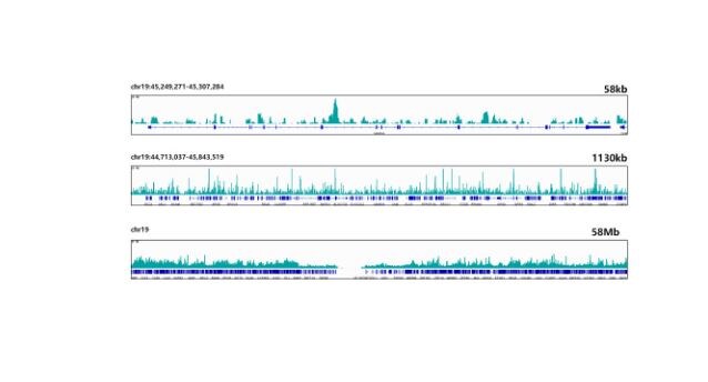 ELF3/ESE-1 Antibody (7O2V4)