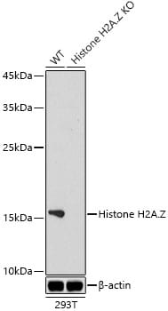 Histone H2A.Z Antibody (2X2I10)