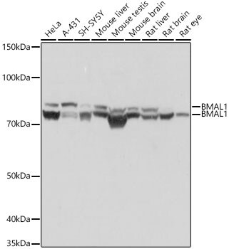 BMAL1 Antibody (4F5N3)