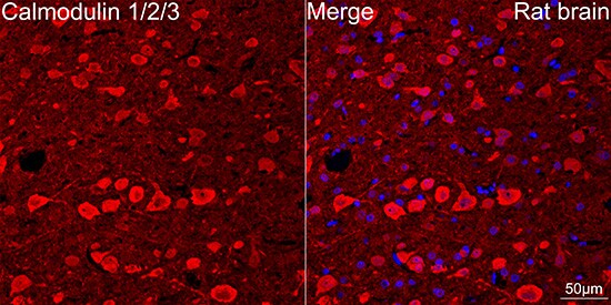 Calmodulin Antibody (10W3Y7)
