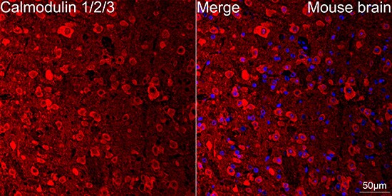 Calmodulin Antibody (10W3Y7)