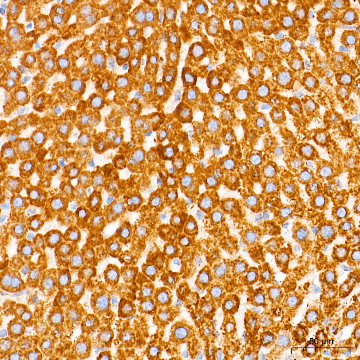 Cytochrome c Antibody (6R10F3)