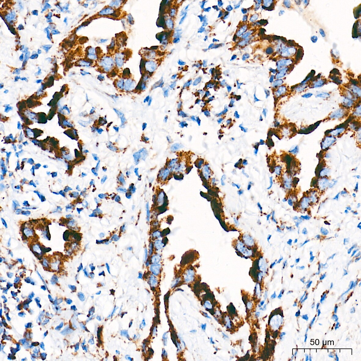 Cytochrome c Antibody (6R10F3)