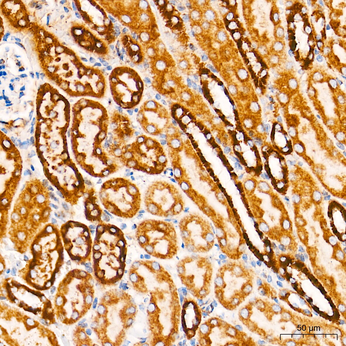 Cytochrome c Antibody (6R10F3)