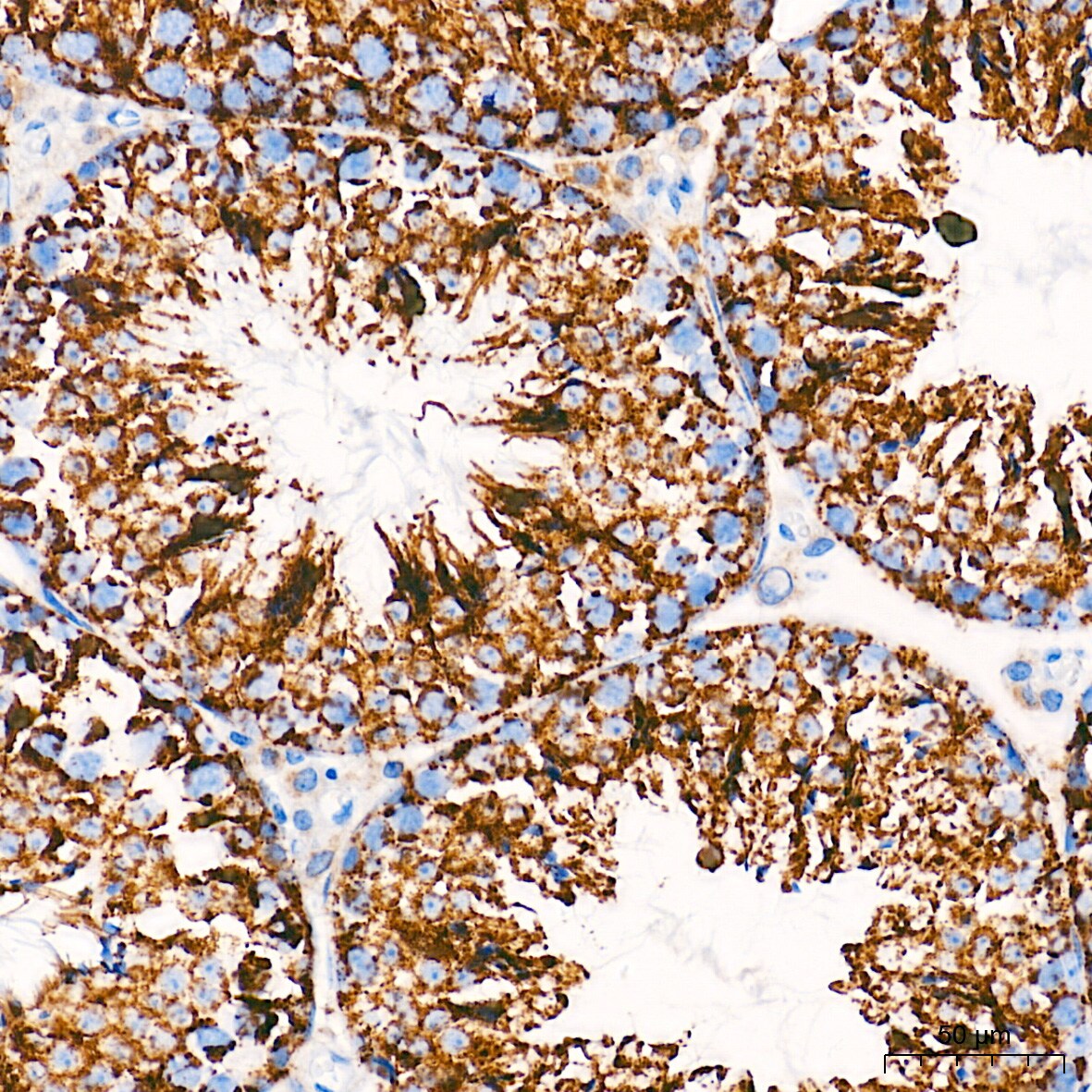 Cytochrome c Antibody (6R10F3)