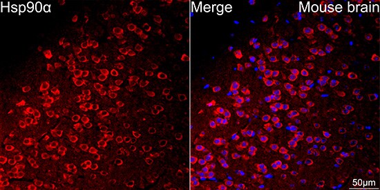 HSP90 alpha Antibody (0R3S6)