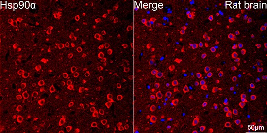 HSP90 alpha Antibody (0R3S6)