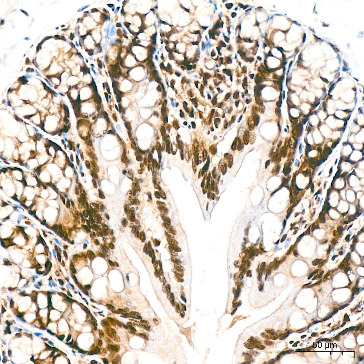 DDB1 Antibody (9L8X5)
