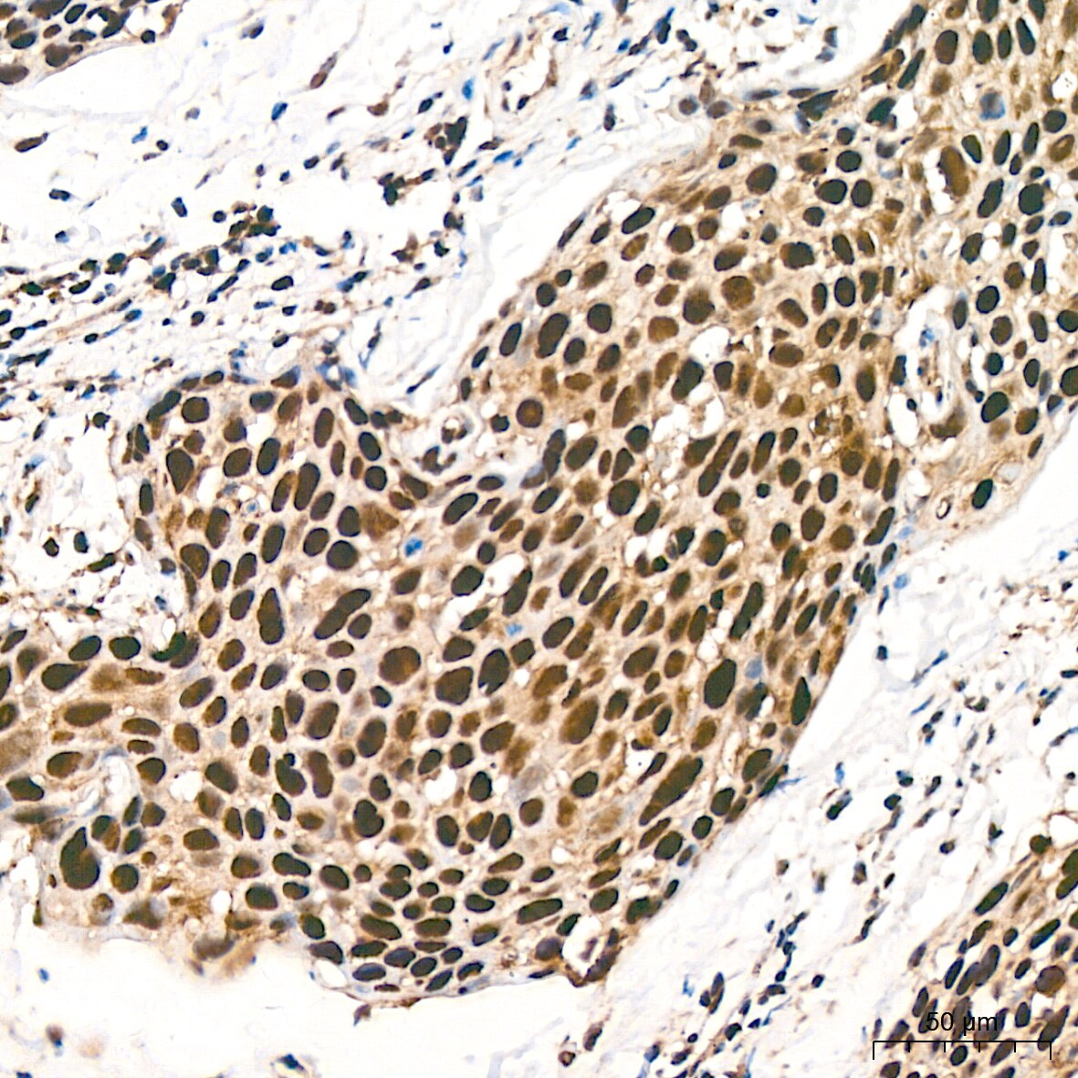 DDB1 Antibody (9L8X5)