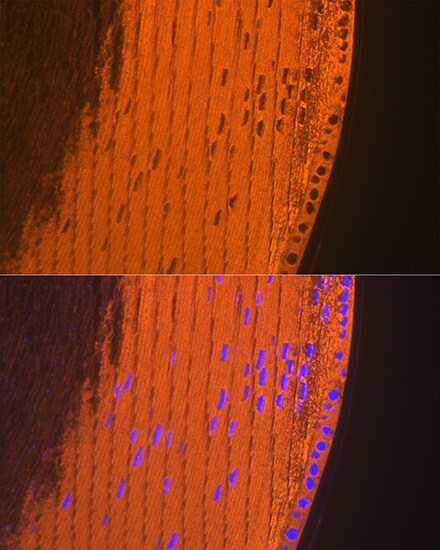 AlphaA Crystallin/CRYAA Antibody (1T1F5)