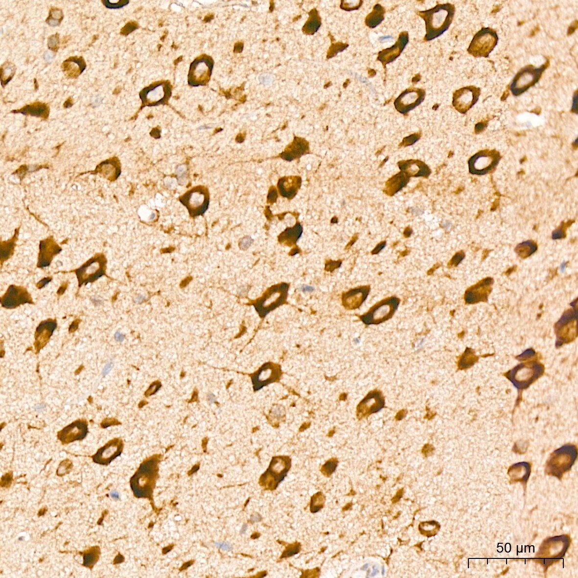 PA2G4/EBP1 Antibody (9J9U5)
