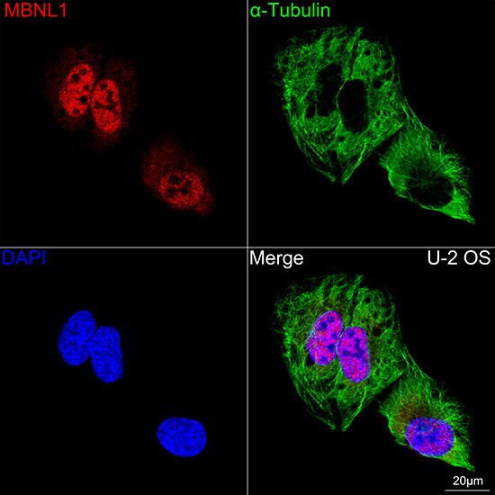 Muscleblind-like 1 Antibody (7N6W3)