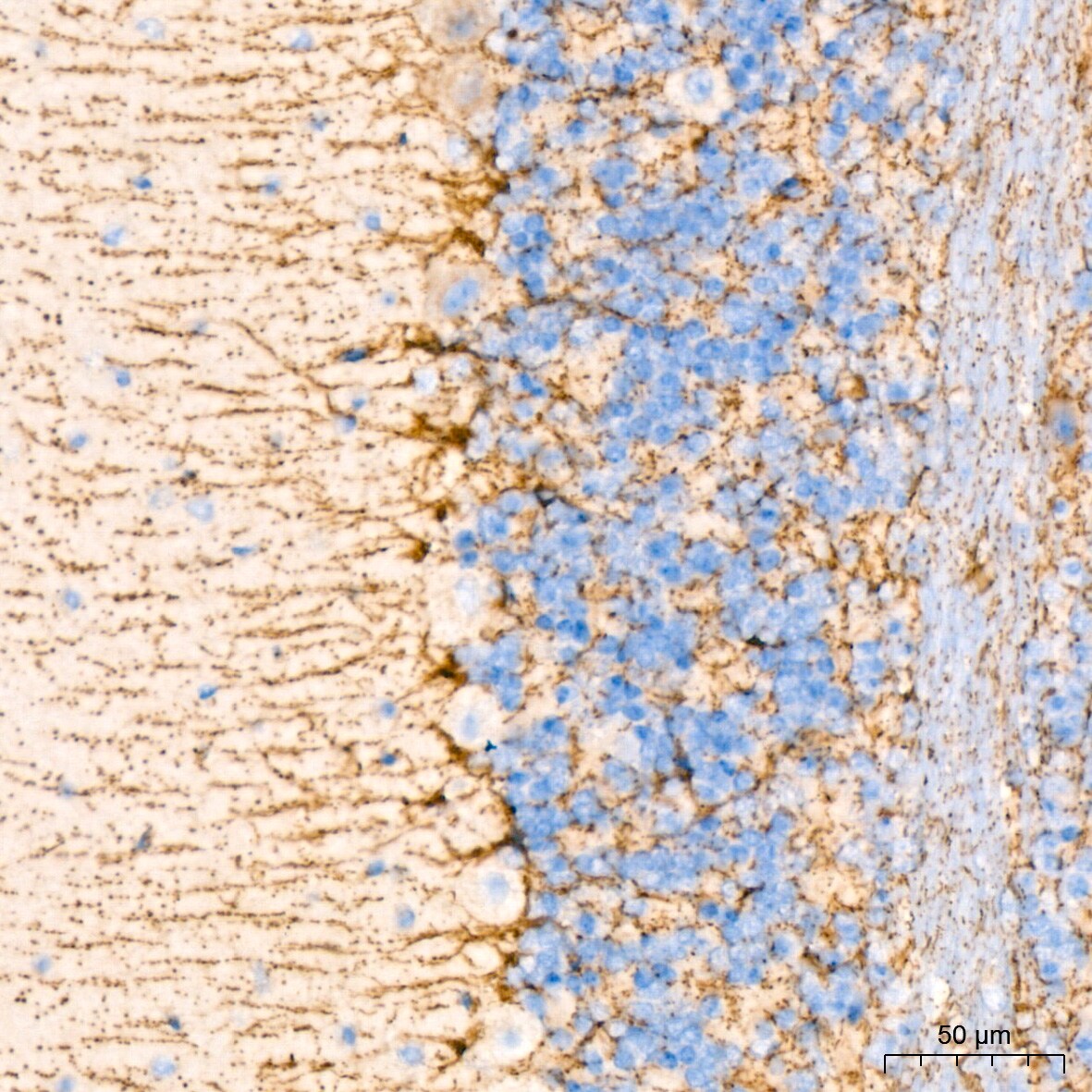 Glutamate Dehydrogenase Antibody (7L7N2)