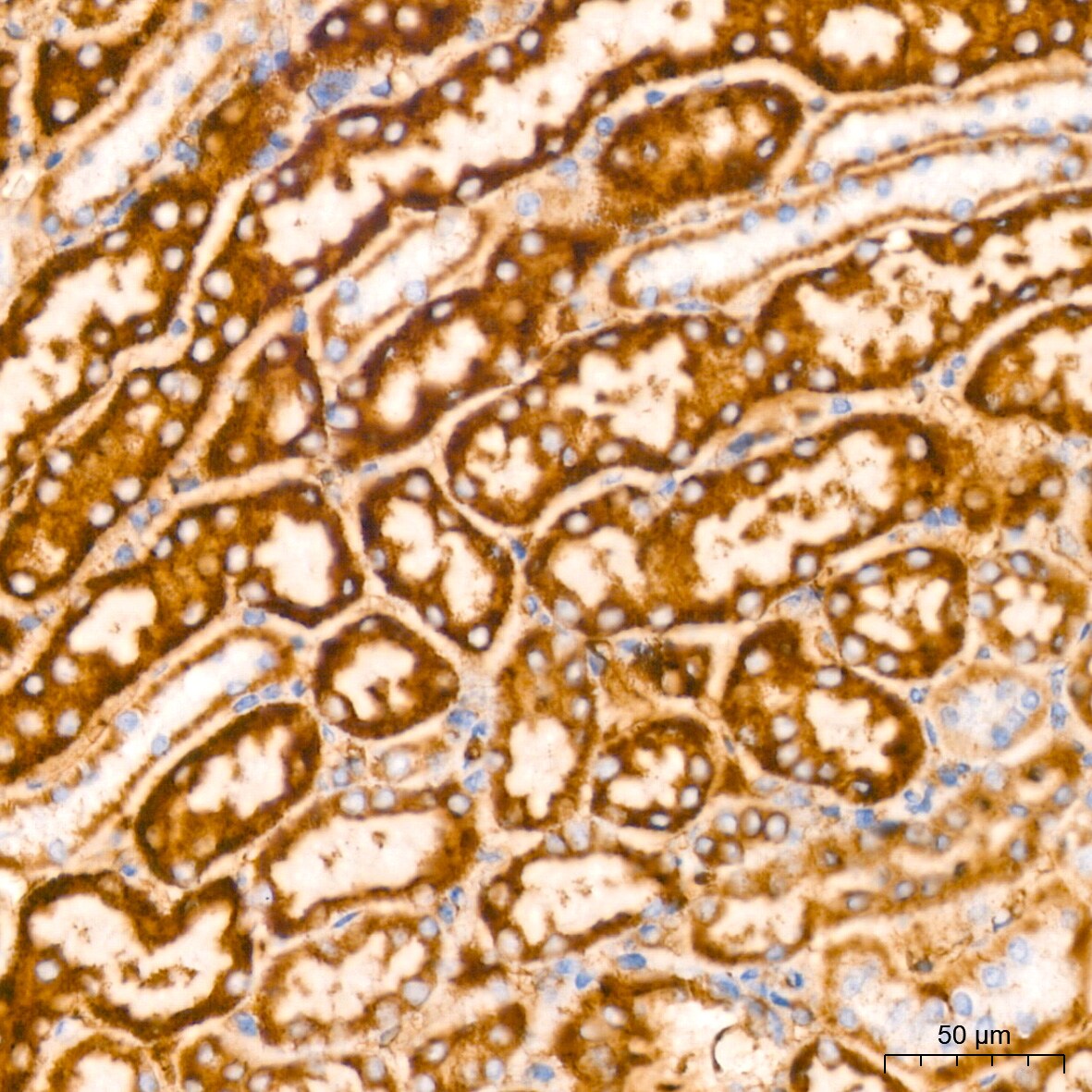 Glutamate Dehydrogenase Antibody (7L7N2)