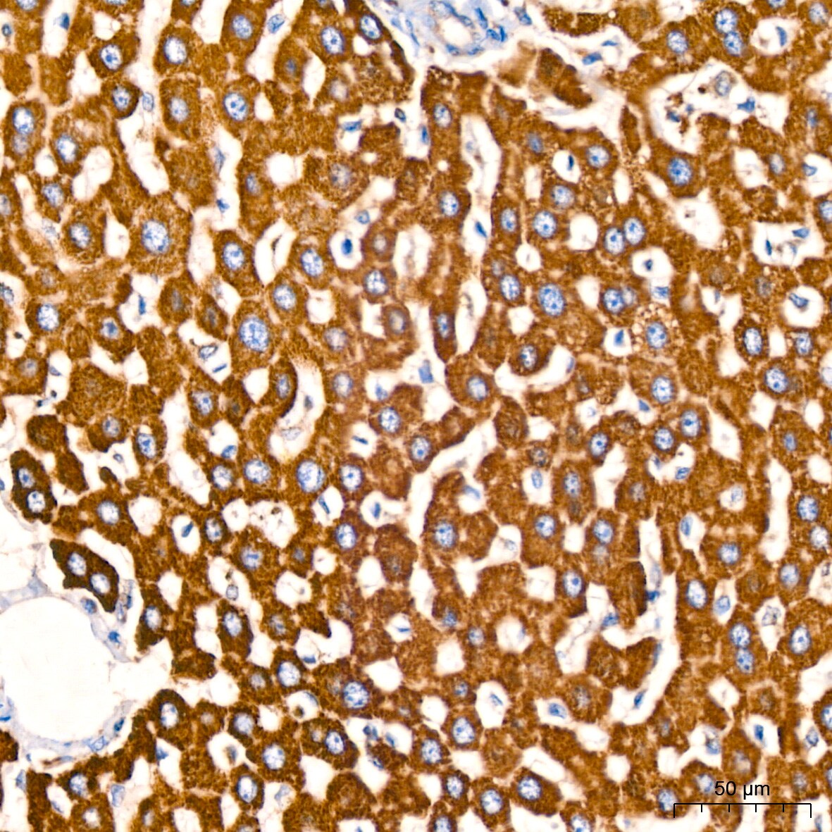 Glutamate Dehydrogenase Antibody (7L7N2)