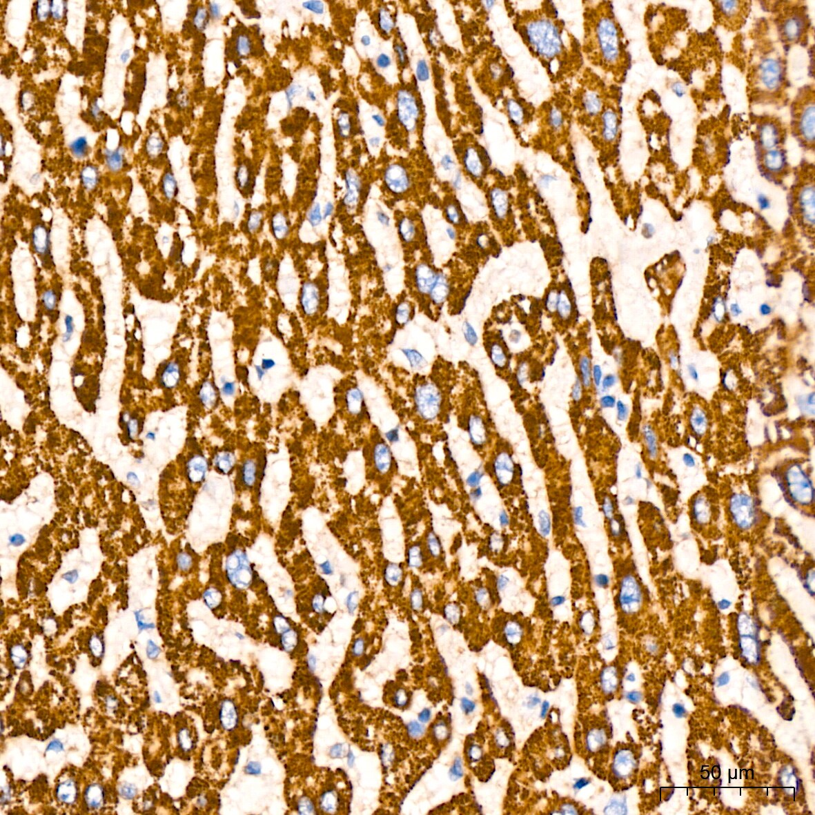 Glutamate Dehydrogenase Antibody (7L7N2)