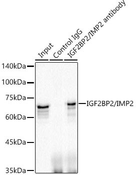 IMP2/IGF2BP2 Antibody (2O3W8)