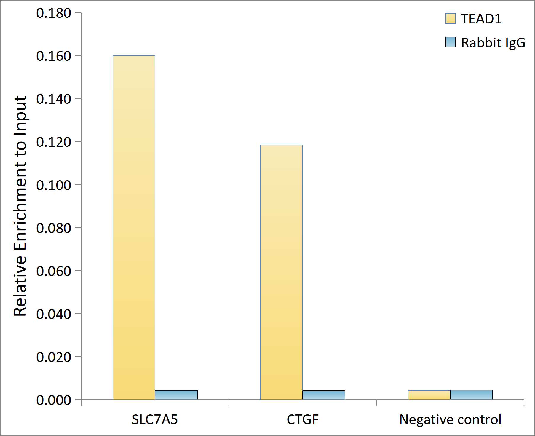 TEAD1 Antibody (2E7N10)