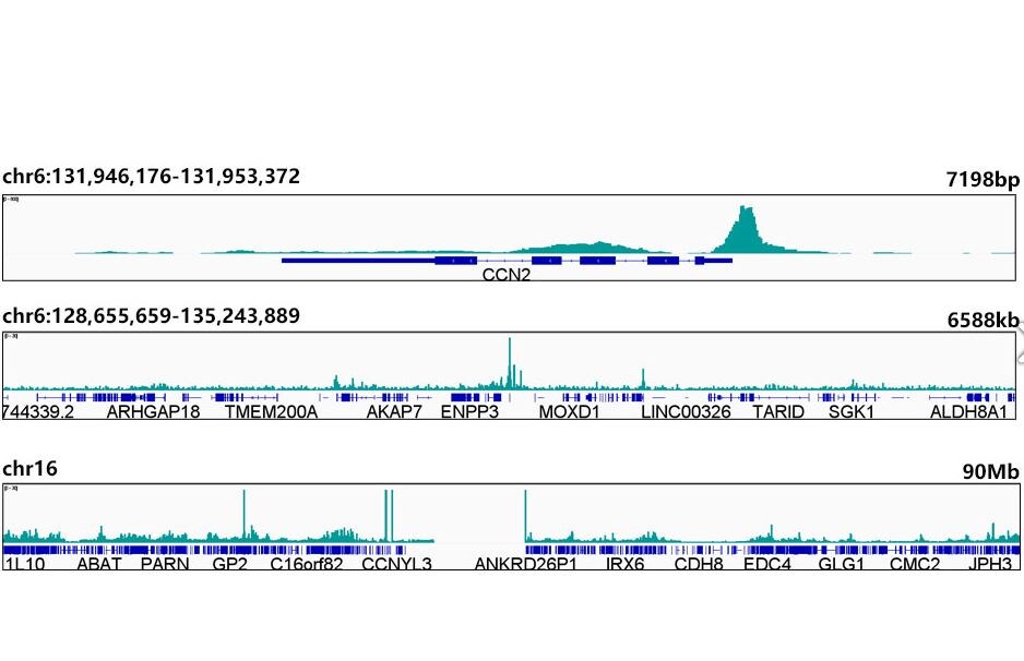 TEF1 Antibody (2E7N10)