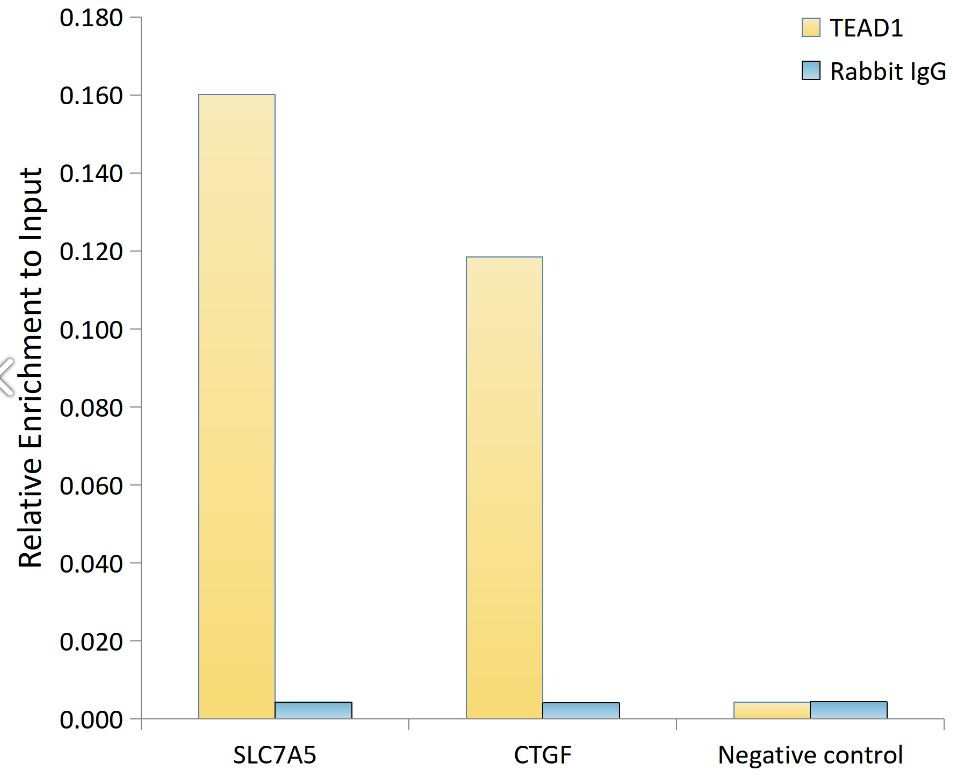 TEF1 Antibody (2E7N10)
