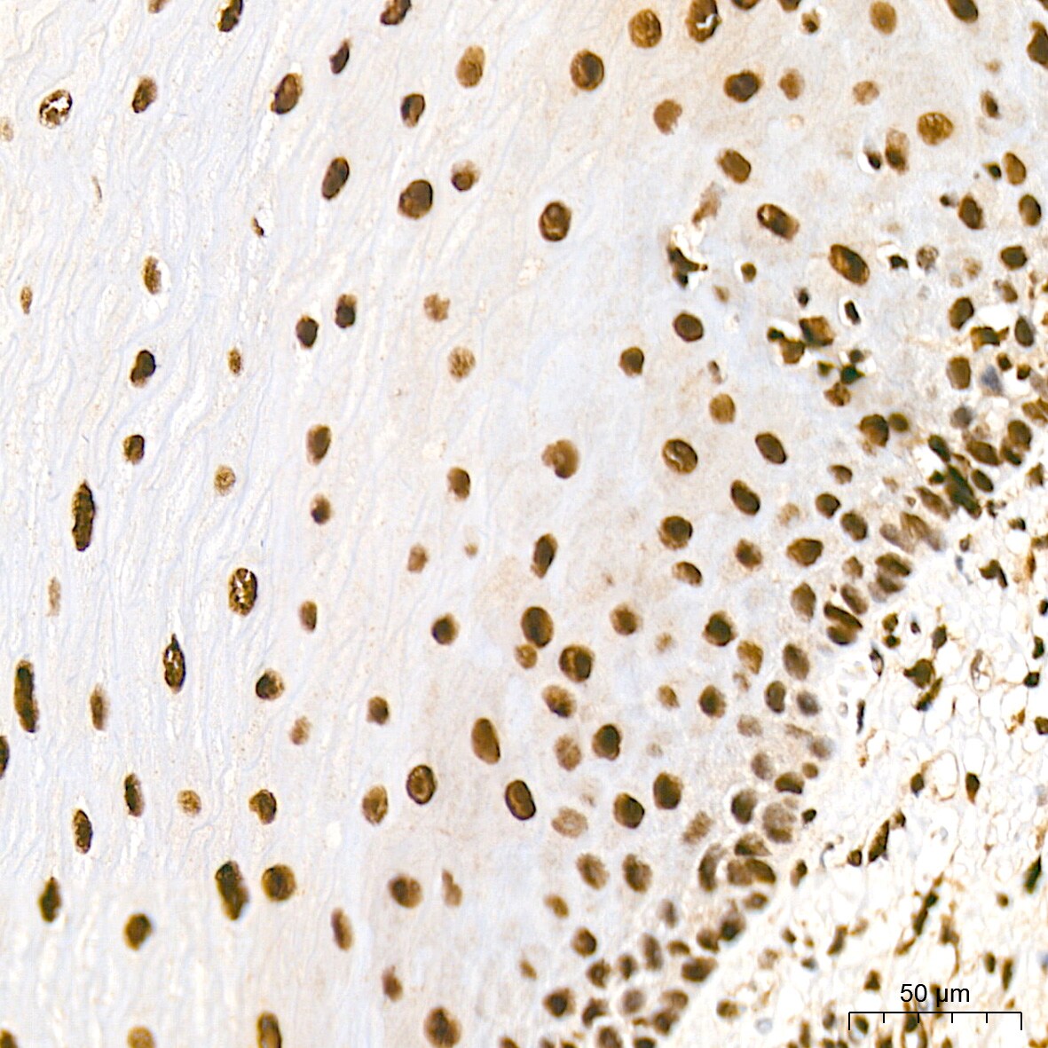JunD Antibody (2D5A1)