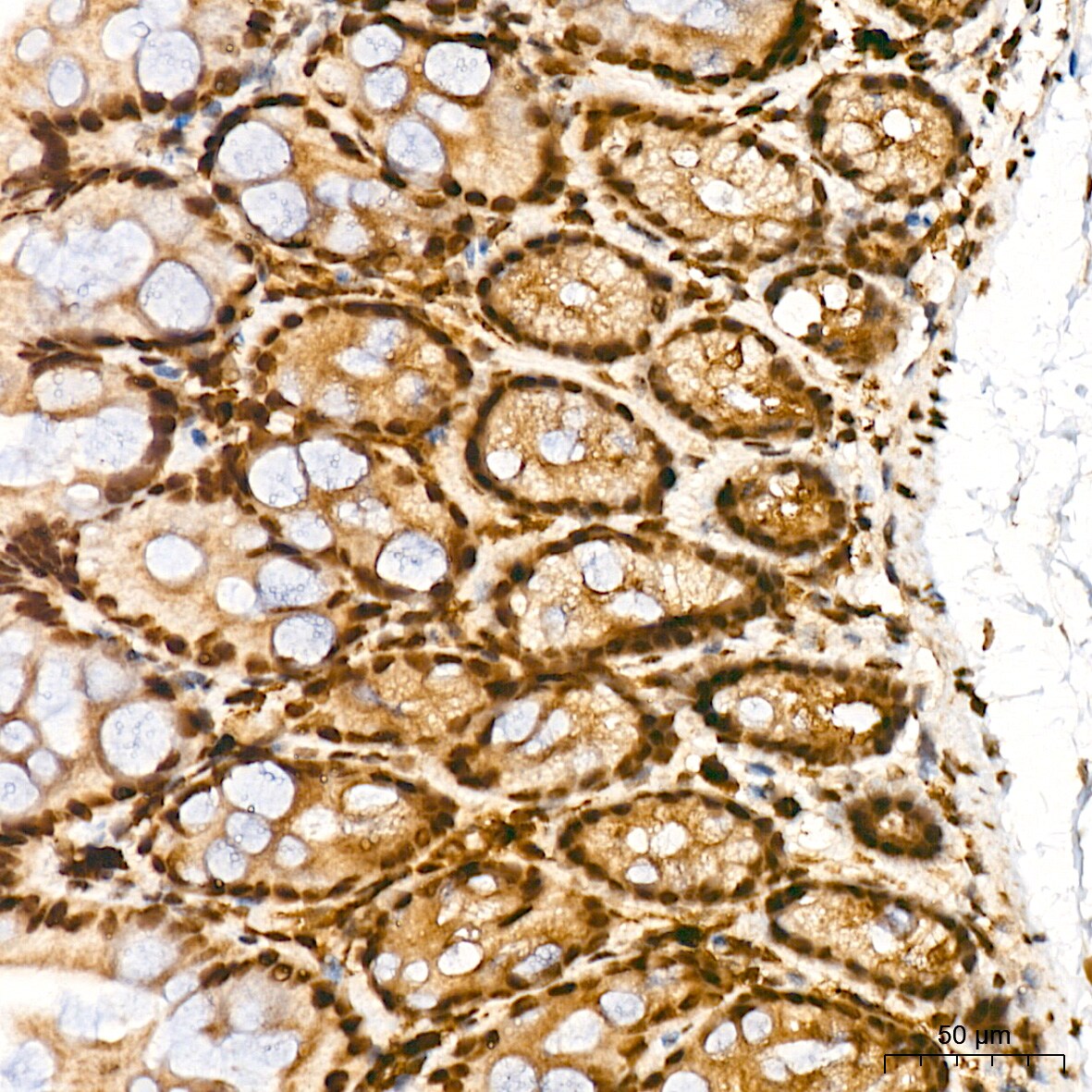JunD Antibody (2D5A1)