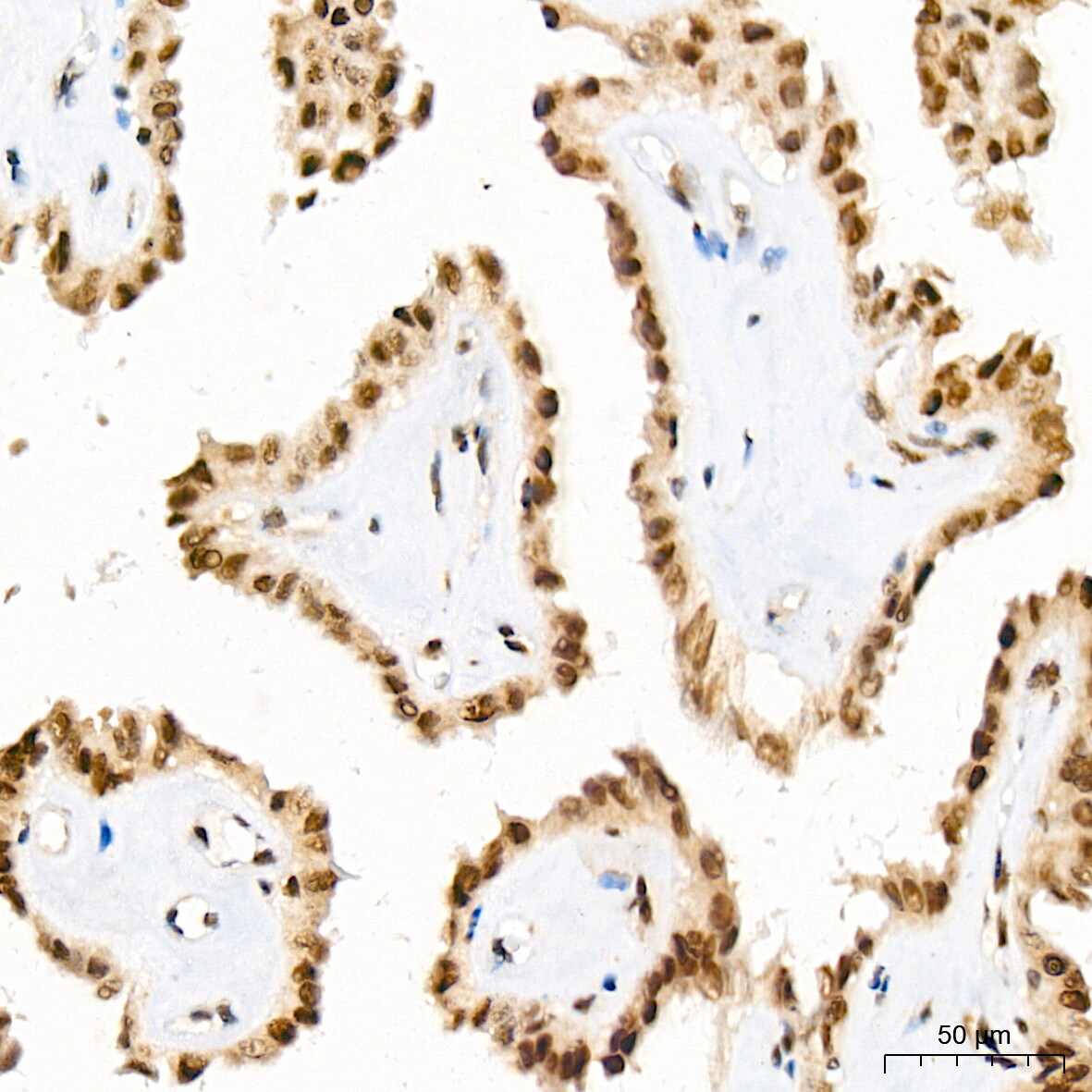 JunD Antibody (2D5A1)