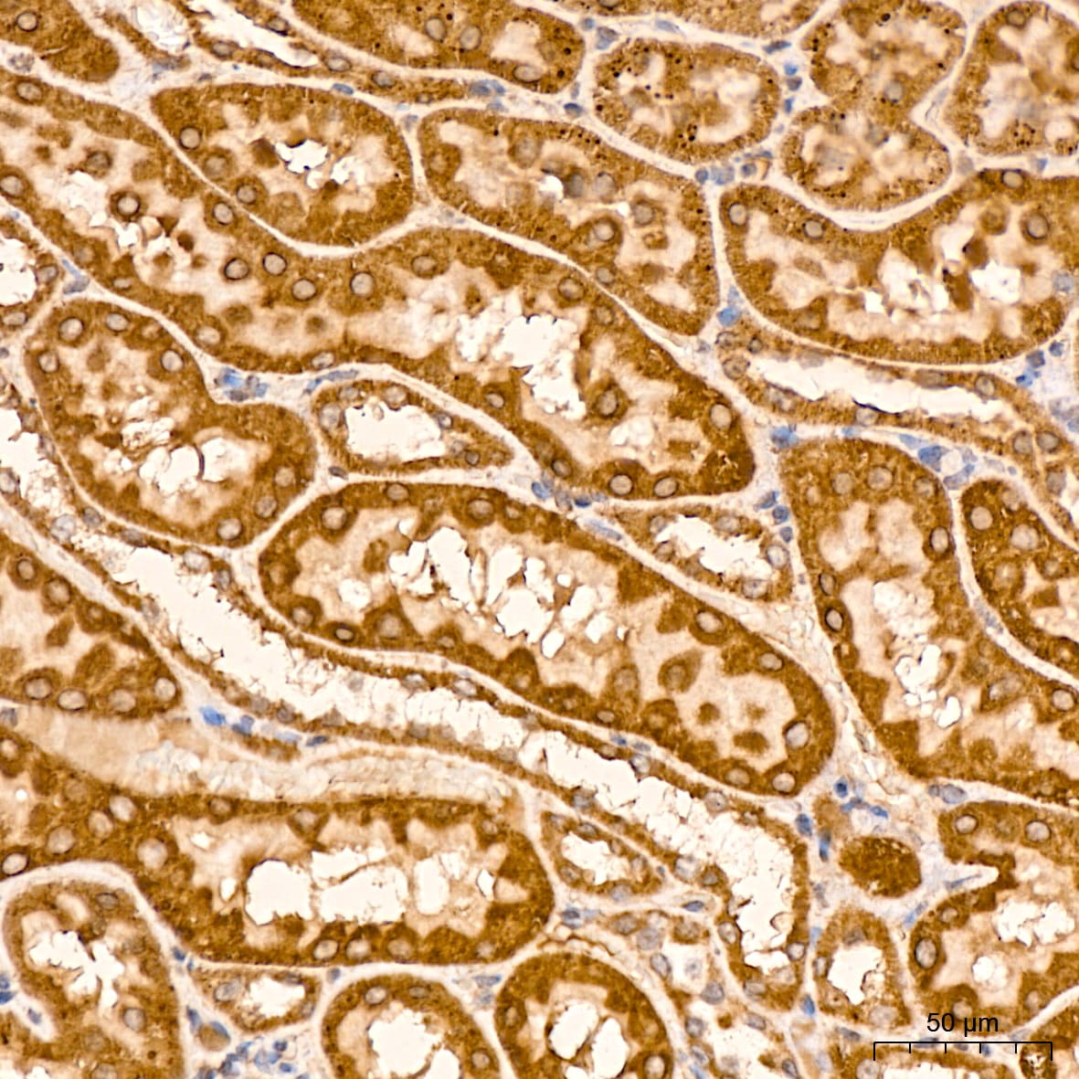 HSP10/EPF Antibody (0H0X6)