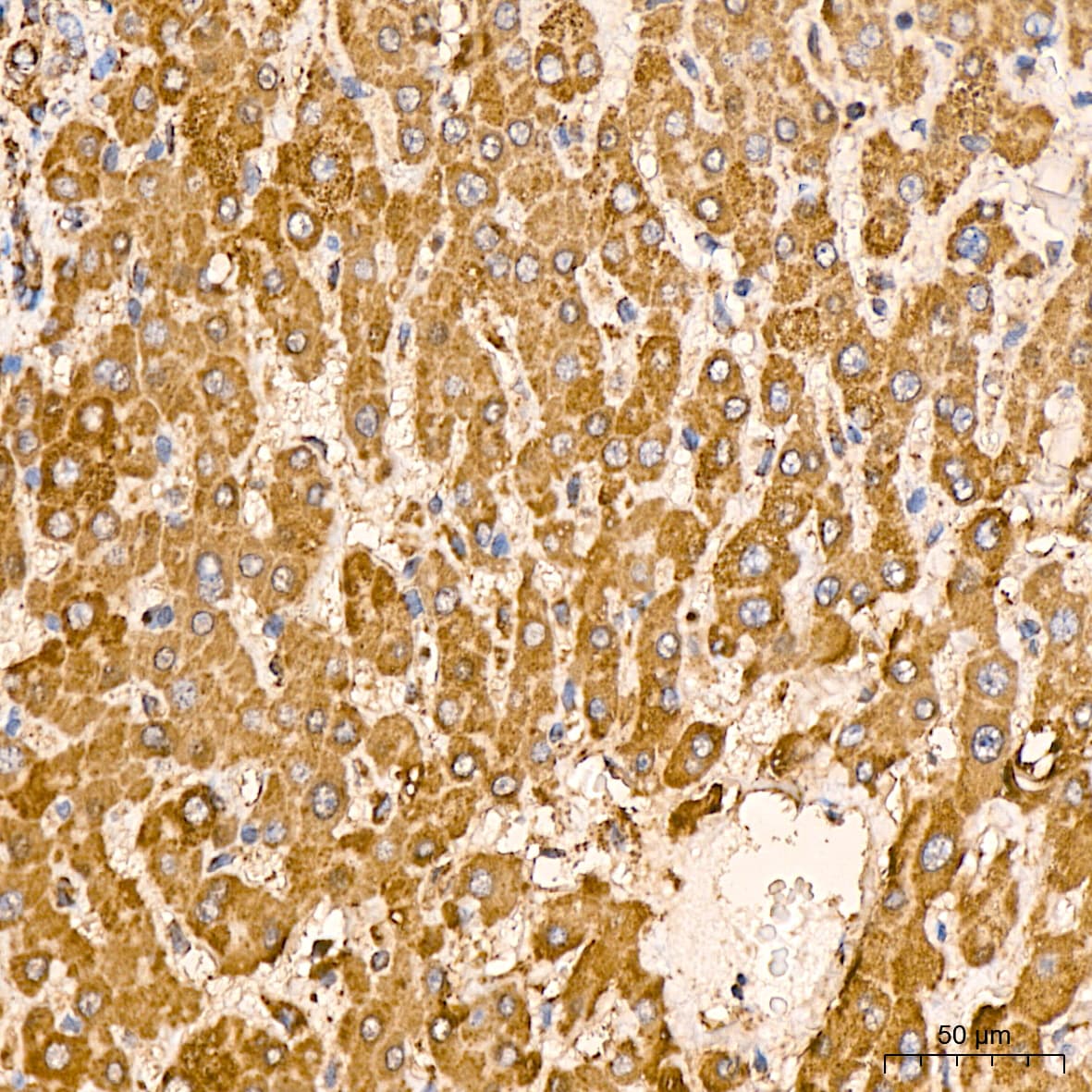 HSP10/EPF Antibody (0H0X6)