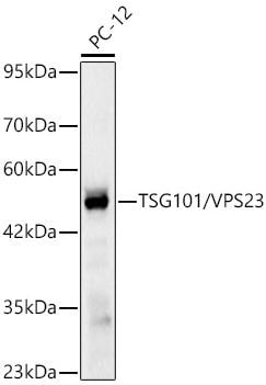 TSG101 Antibody (4T4W6)