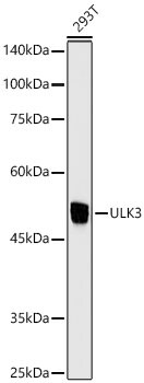 ULK3 Antibody (5Z7Z6)