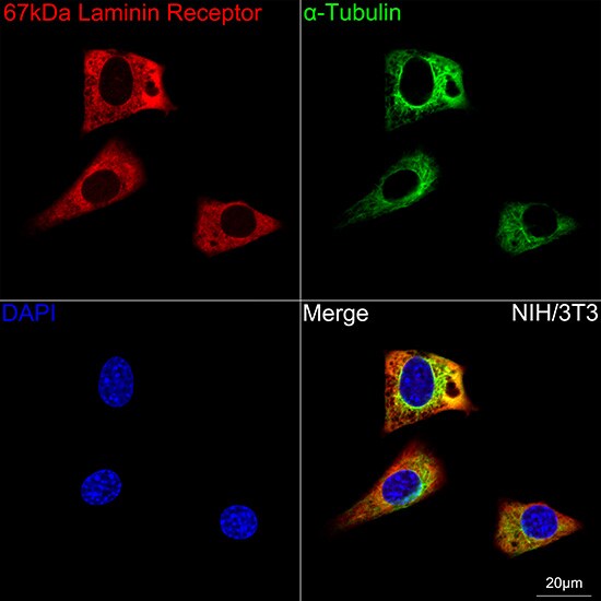 RPSA Antibody (2Q8Q6)