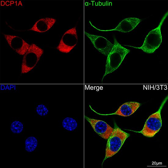 Dcp1a Antibody (7Q8Q6)