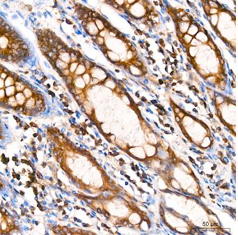 alpha Tubulin 4a Antibody (3P2D9)