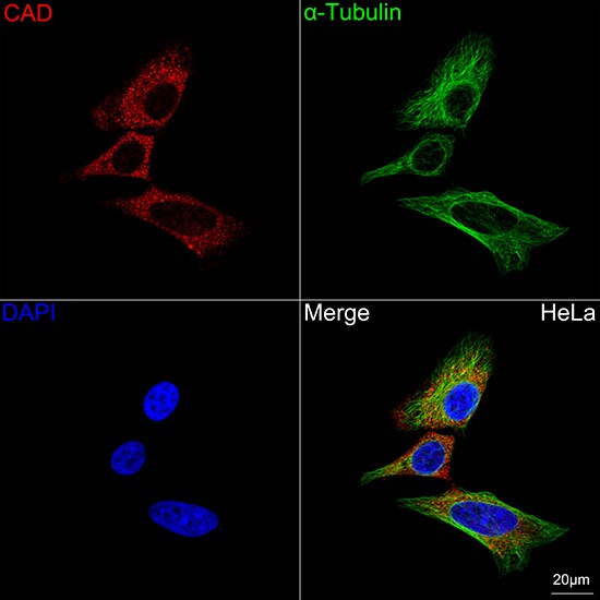 CAD Antibody (0O8D6)