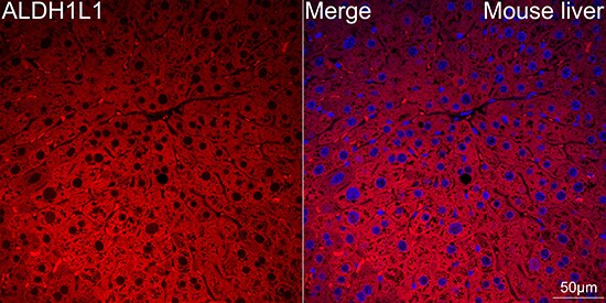 ALDH1L1 Antibody (6H10Y3)