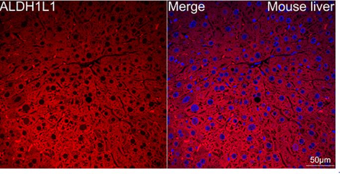 ALDH1L1 Antibody (6H10Y3)