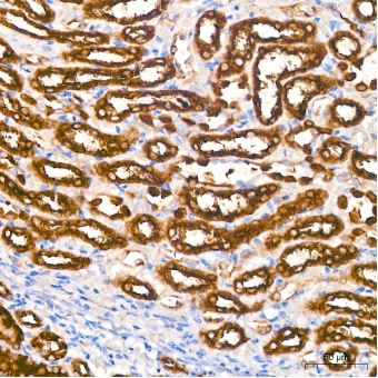 ALDH1L1 Antibody (6H10Y3)