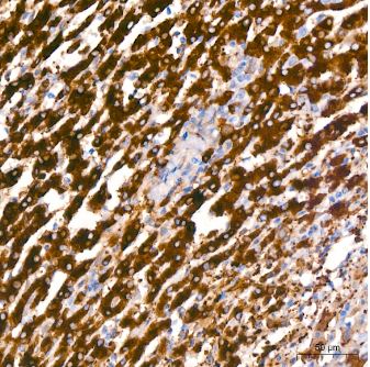 ALDH1L1 Antibody (6H10Y3)