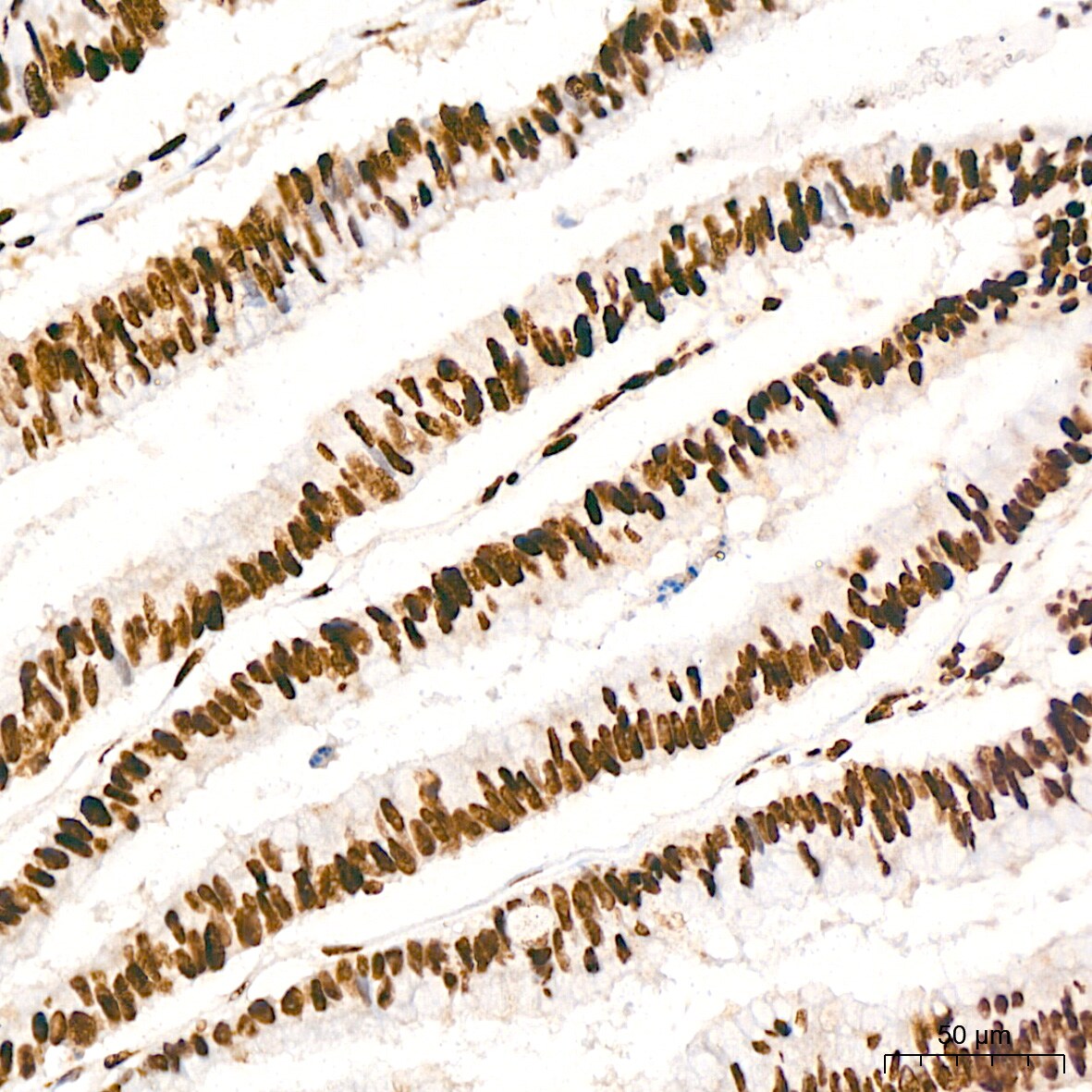 ILF3 Antibody (0S2N7)