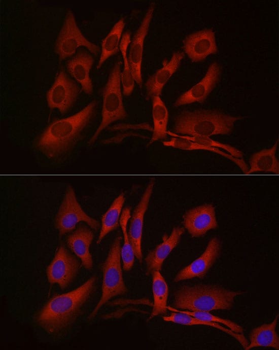 cGAS Antibody - BSA Free
